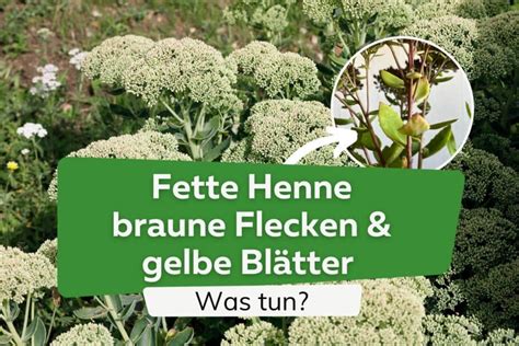 fette henne krankheiten bilder|Fetthenne: Krankheiten erkennen & behandeln » So .